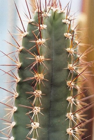 Neoraimondia_arequipensis